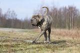 CANE CORSO 675